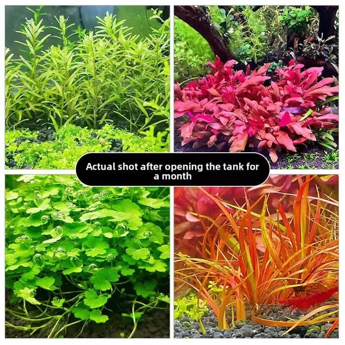 Substrat de sol d'aquarium – Gravier d'argile plantée sans décoloration pour plantes aquatiques – Idéal pour les crevettes et les aquariums nano