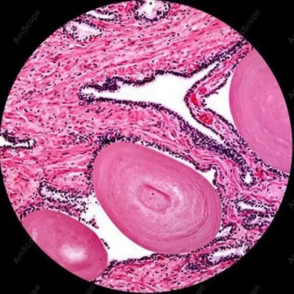 Microscope trinoculaire vétérinaire de laboratoire clinique 40X-2000X, fournitures AmScope 40X-2000X, Microscope trinoculaire vétérinaire de laboratoire clinique